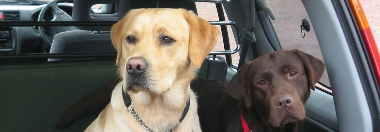 Two dogs riding in the back seat of a car.