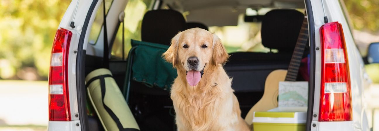 traveling with pets tips